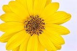 Yellow Flower_25840hikey
